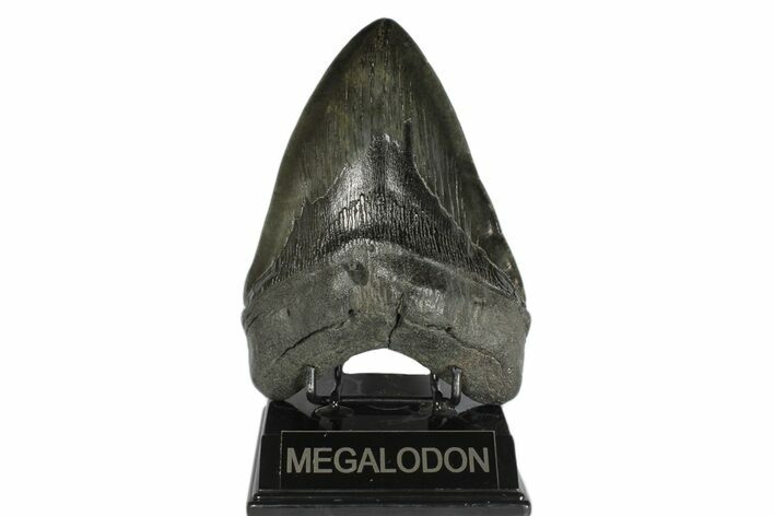 Fossil Megalodon Tooth - Just A Hair Shy Of Six Inches! #173178